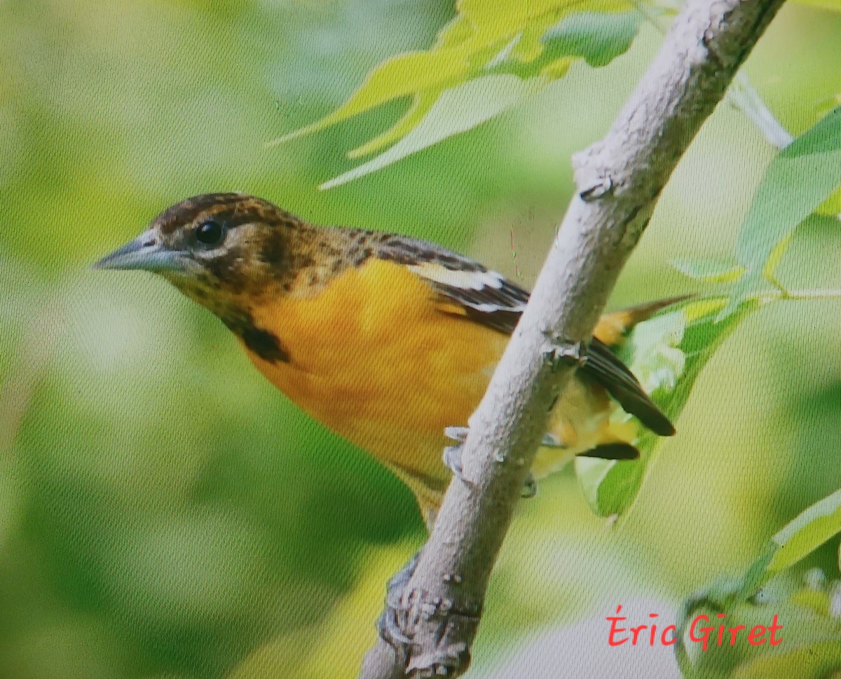 Baltimore Oriole - Éric giret