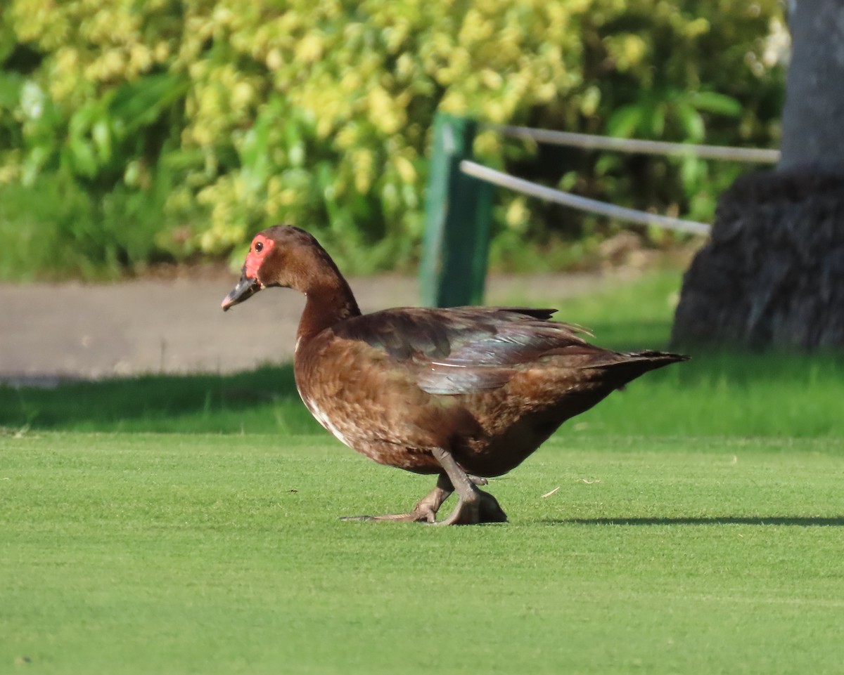 Muscovy Duck (Domestic type) - Laurie Witkin