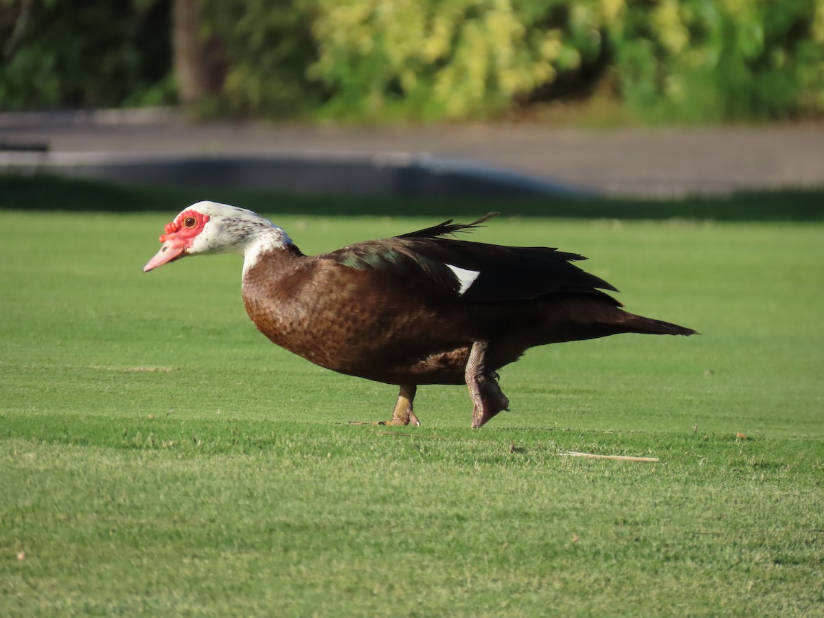 Muscovy Duck (Domestic type) - Laurie Witkin