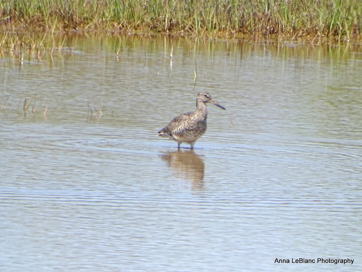 Willet - Anna LeBlanc