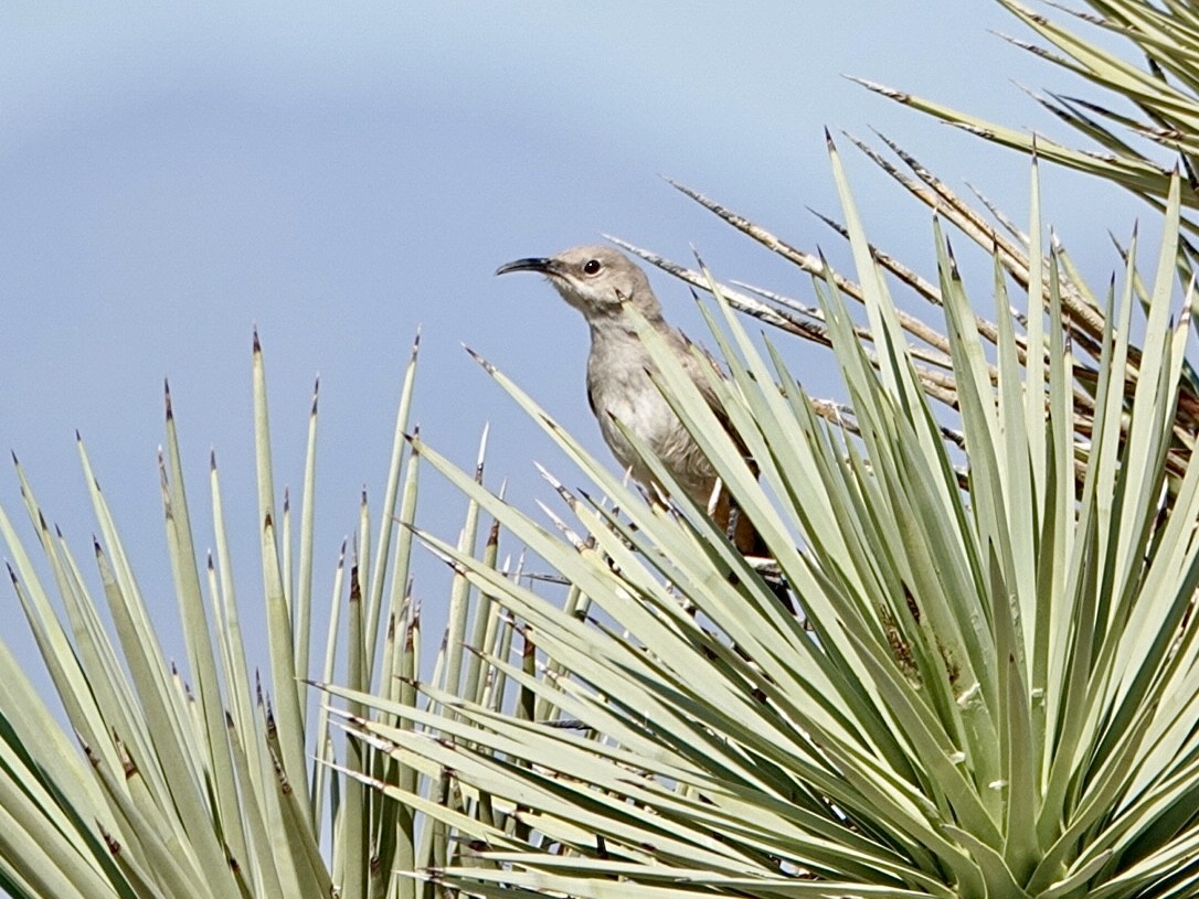 LeConte's Thrasher - Brian Daniels