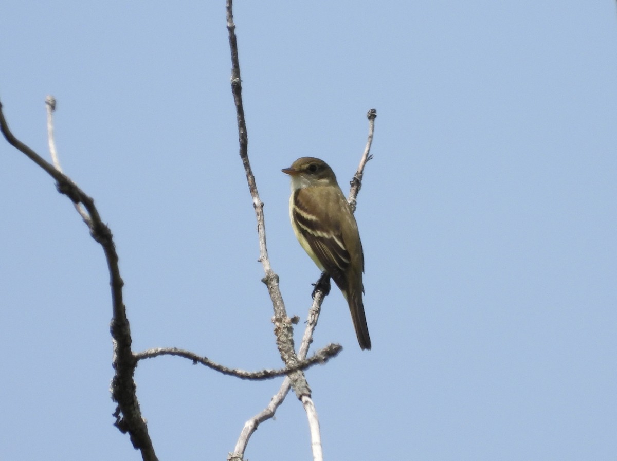 Alder Flycatcher - Suzie Bergeron