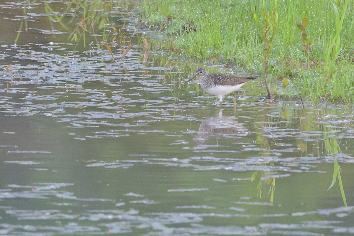 Solitary Sandpiper - Stephen Davies