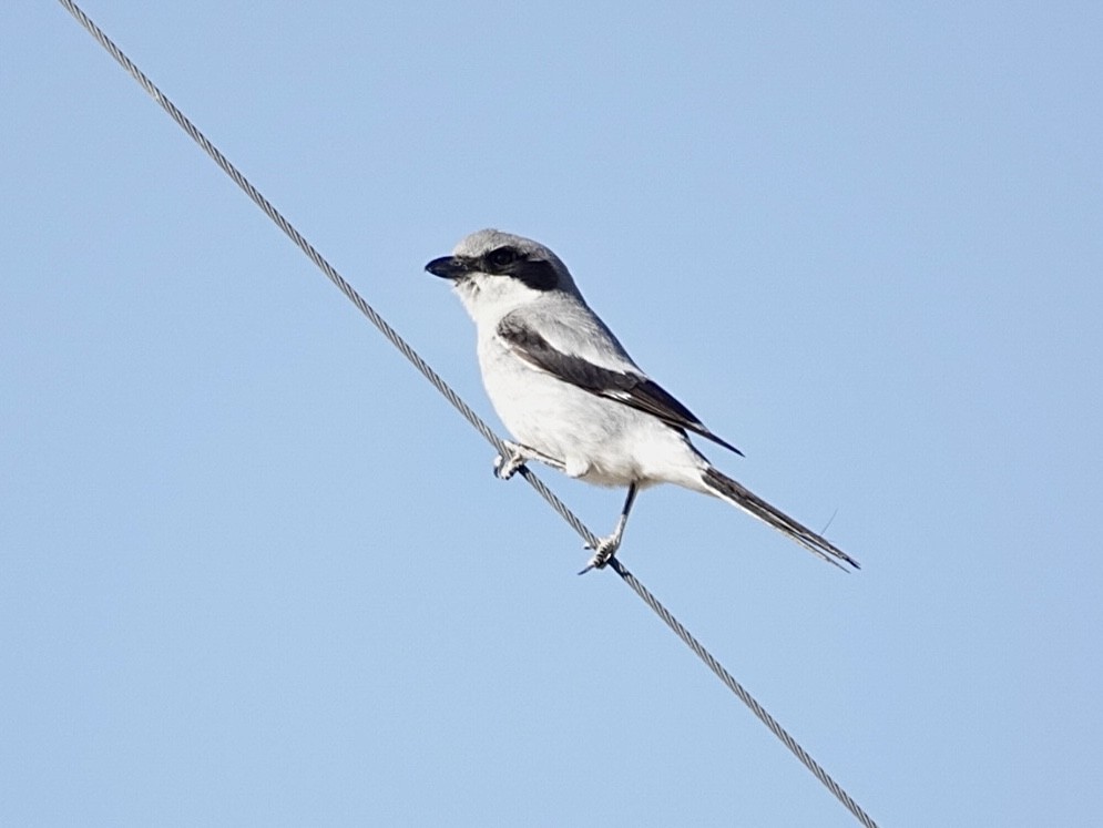 Loggerhead Shrike - Brian Daniels