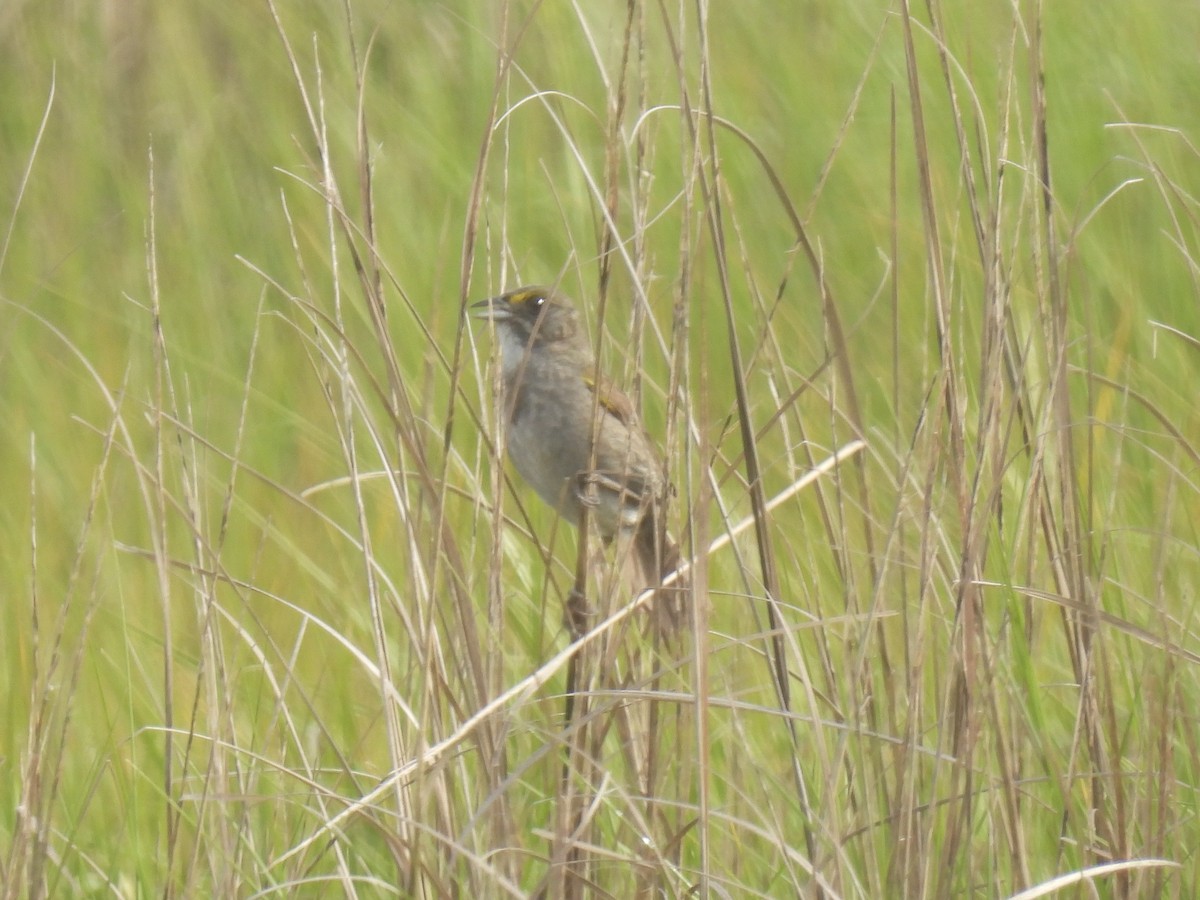 Seaside Sparrow - Cindy Leffelman