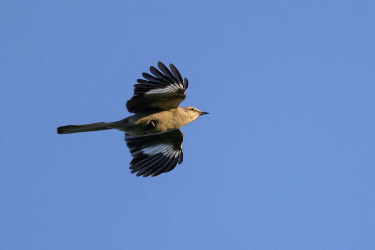 Northern Mockingbird - Stephen Davies