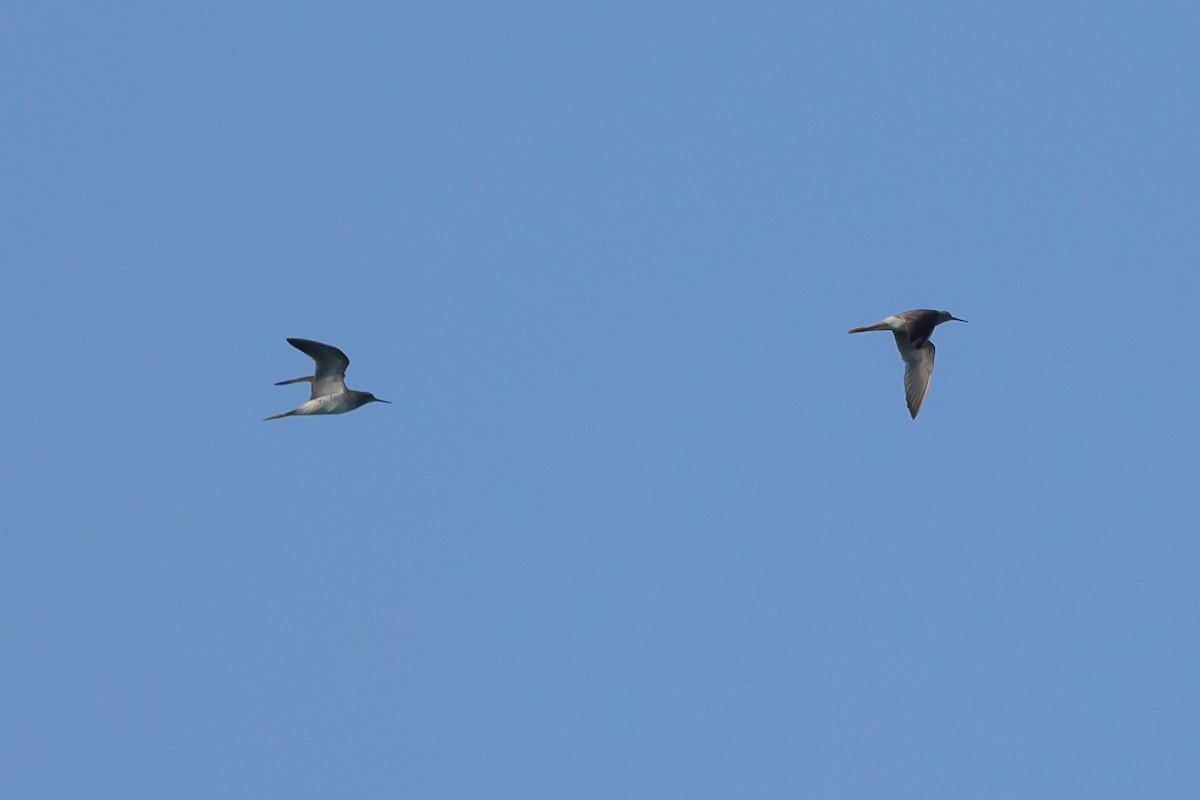 Lesser Yellowlegs - Stephen Davies