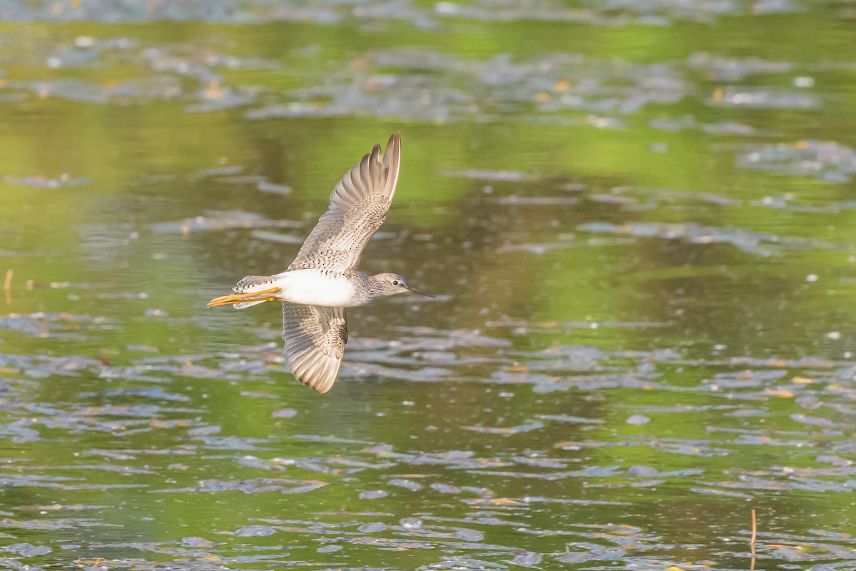 Lesser Yellowlegs - Stephen Davies