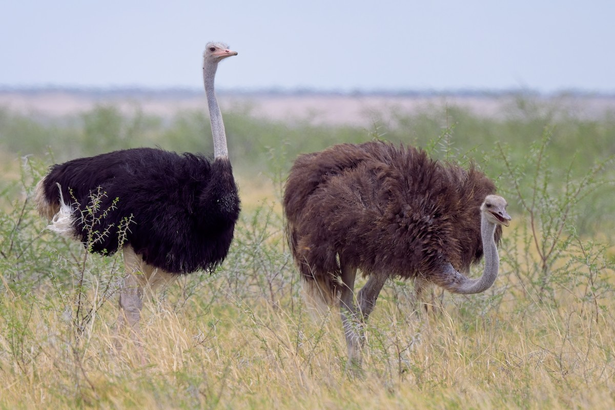 Common Ostrich - Paul McDonald