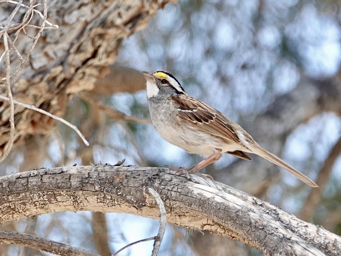 White-throated Sparrow - Brian Daniels