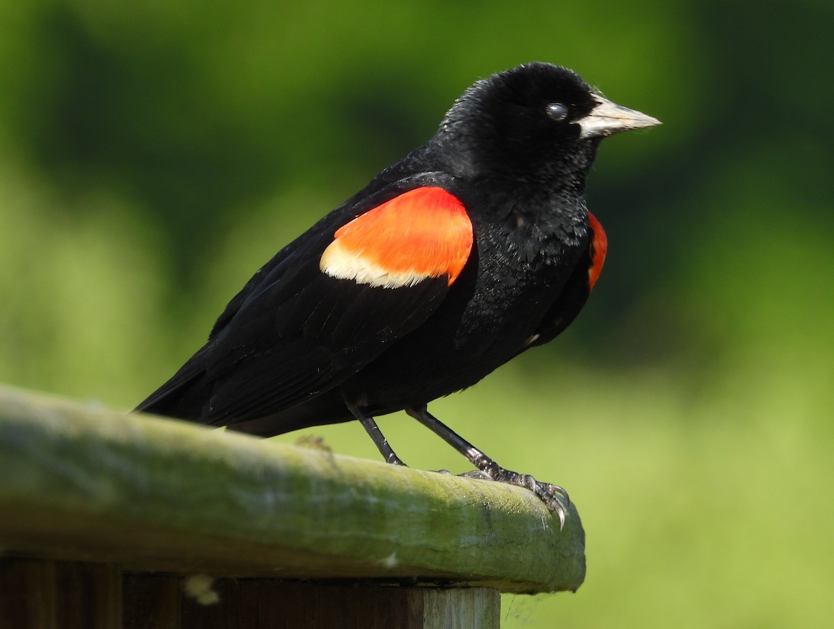 Red-winged Blackbird - Kathy Springer