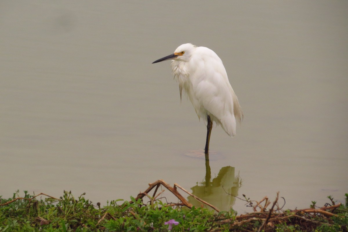 Snowy Egret - ML619463224