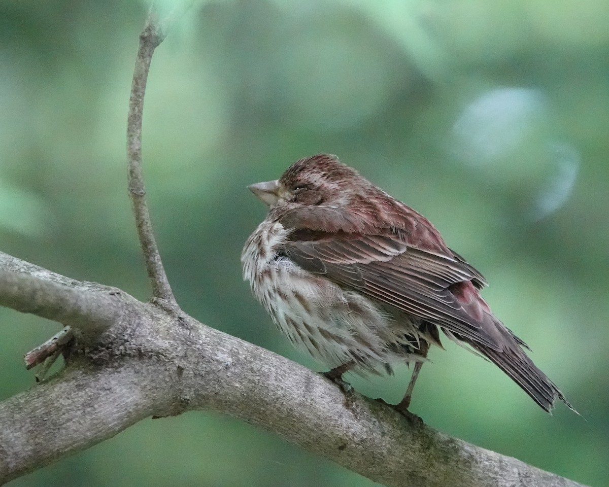 Purple Finch - Michael DeWispelaere