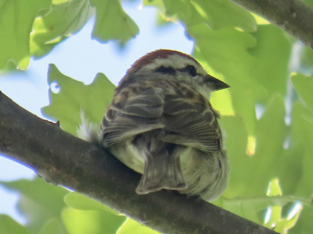 Chipping Sparrow - Don Witter