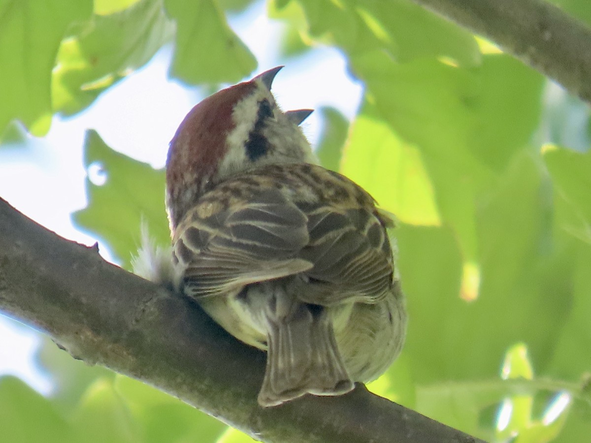 Chipping Sparrow - Don Witter