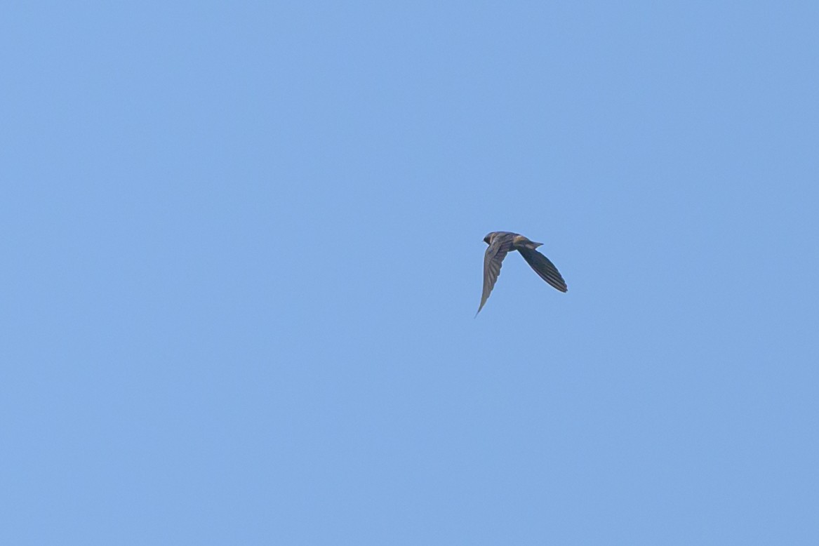 Cliff Swallow - Stephen Davies