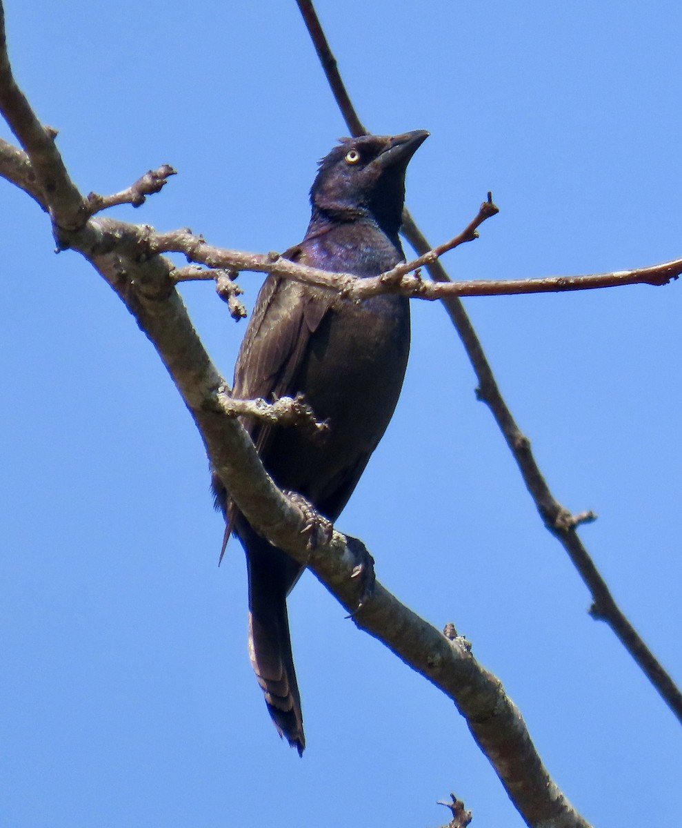 Common Grackle - ML619463256