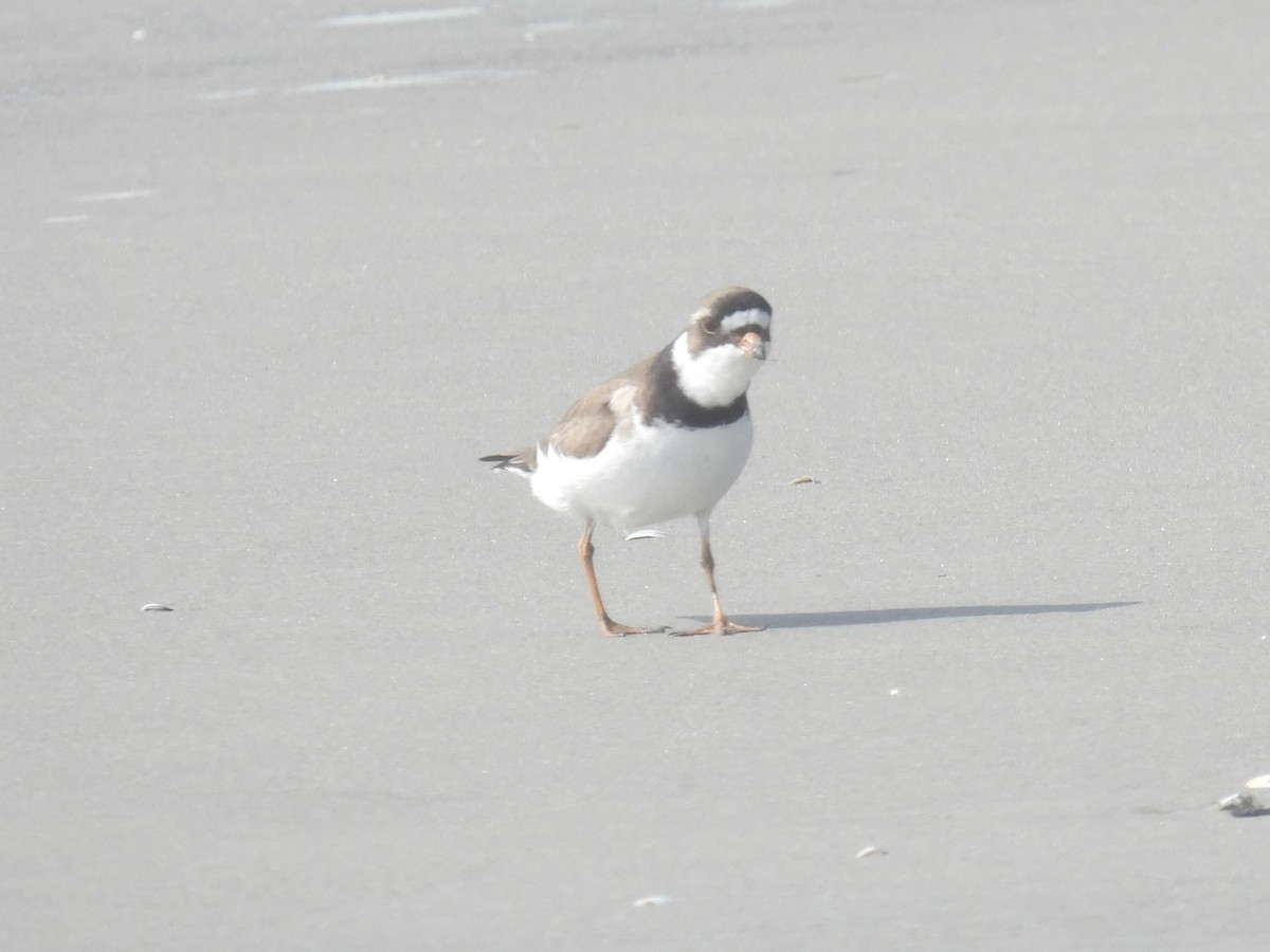 Semipalmated Plover - Cindy Leffelman