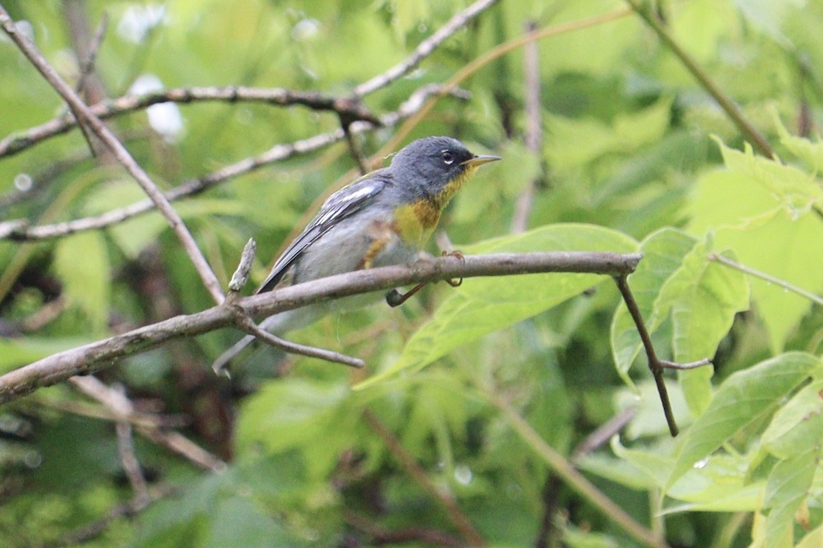 Northern Parula - Molly Herrmann