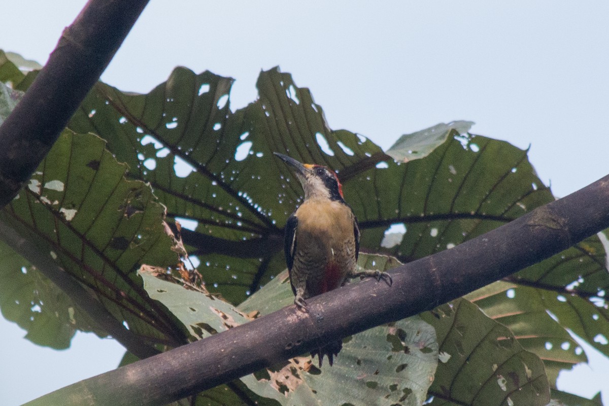 Black-cheeked Woodpecker - ML619463269