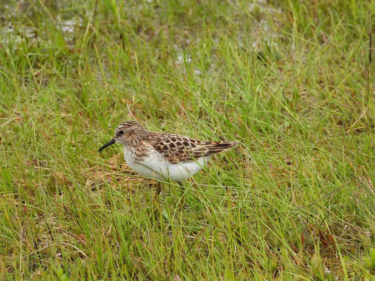 Least Sandpiper - Jim Lind