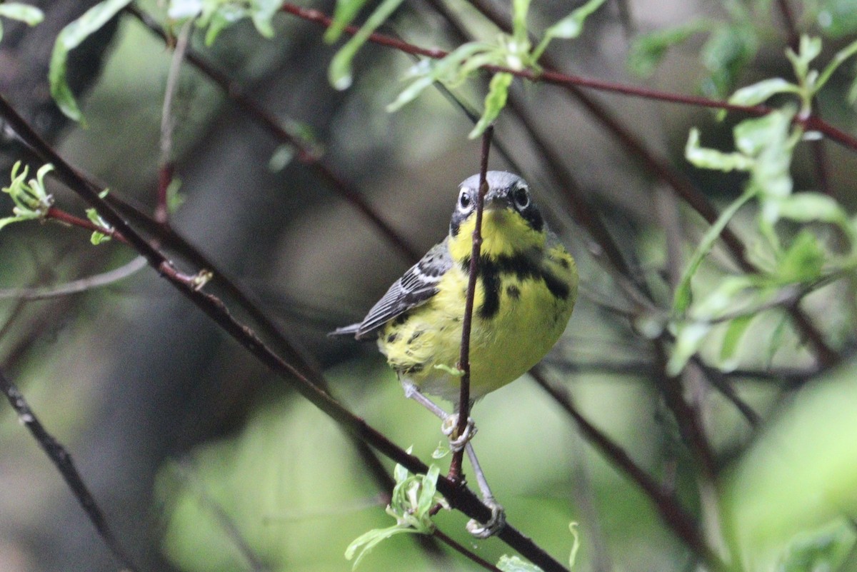 Magnolia Warbler - Molly Herrmann