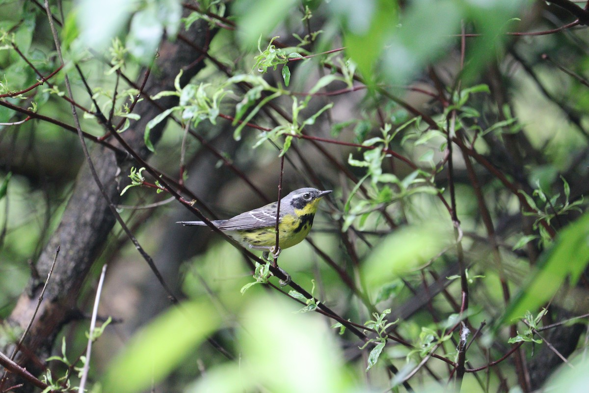 Magnolia Warbler - Molly Herrmann