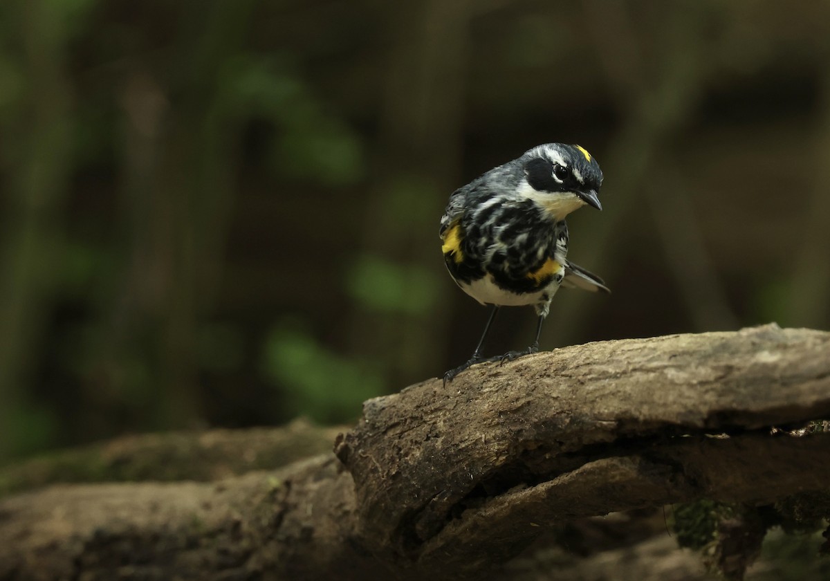 Yellow-rumped Warbler - Grace Simms  🐦‍⬛