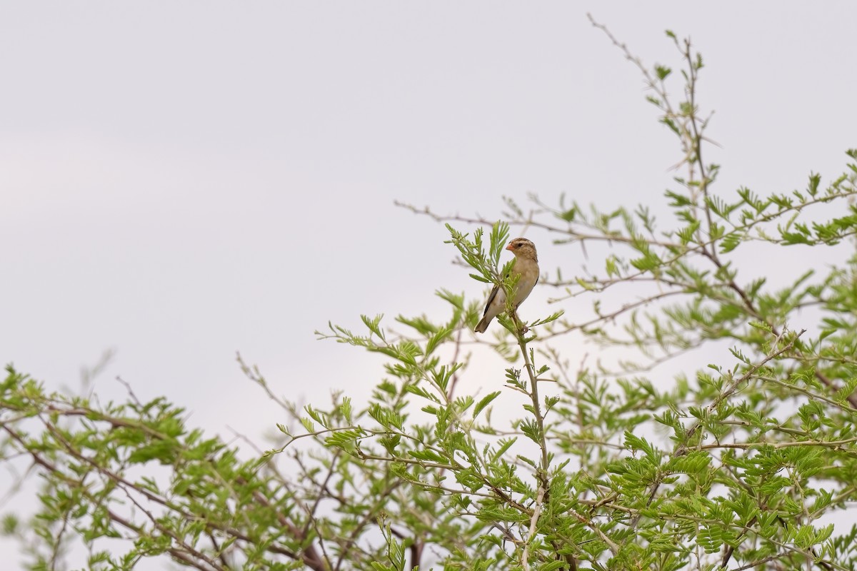 Shaft-tailed Whydah - ML619463278