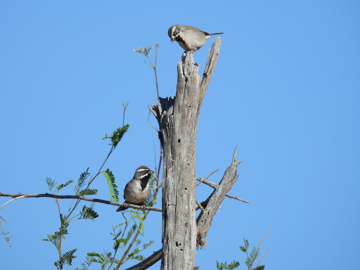 Black-throated Sparrow - Kimberly Beck