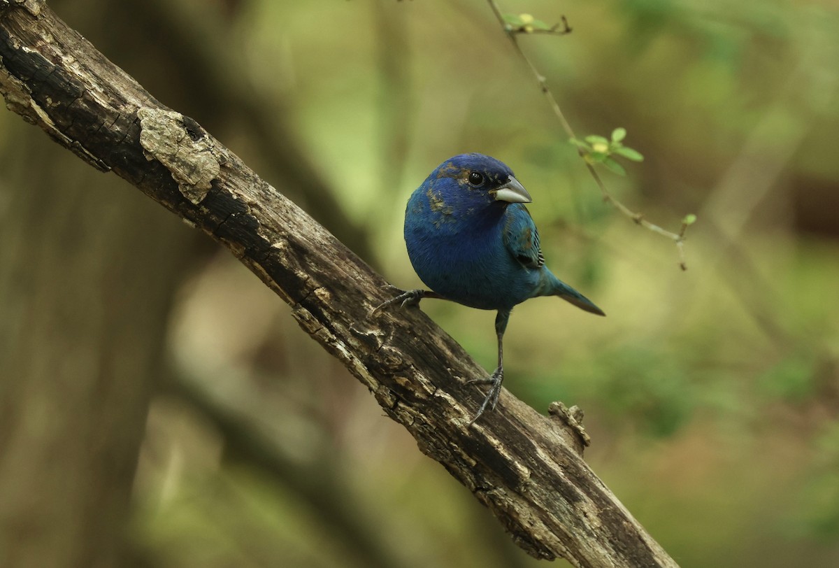 Indigo Bunting - Grace Simms  🐦‍⬛