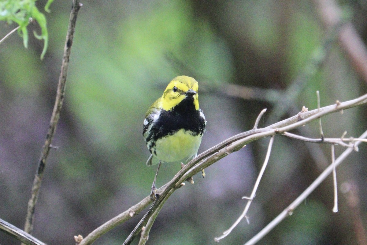 Black-throated Green Warbler - Molly Herrmann