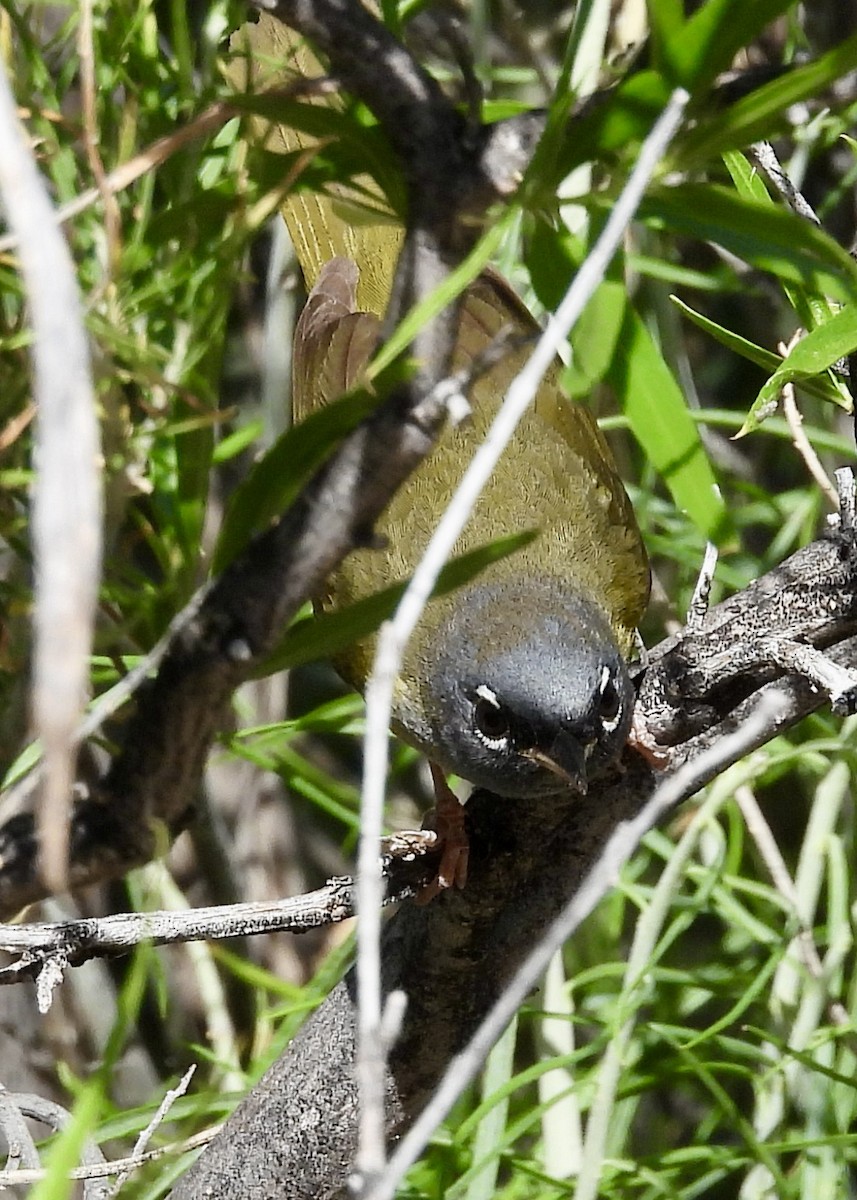 MacGillivray's Warbler - Kimberly Beck