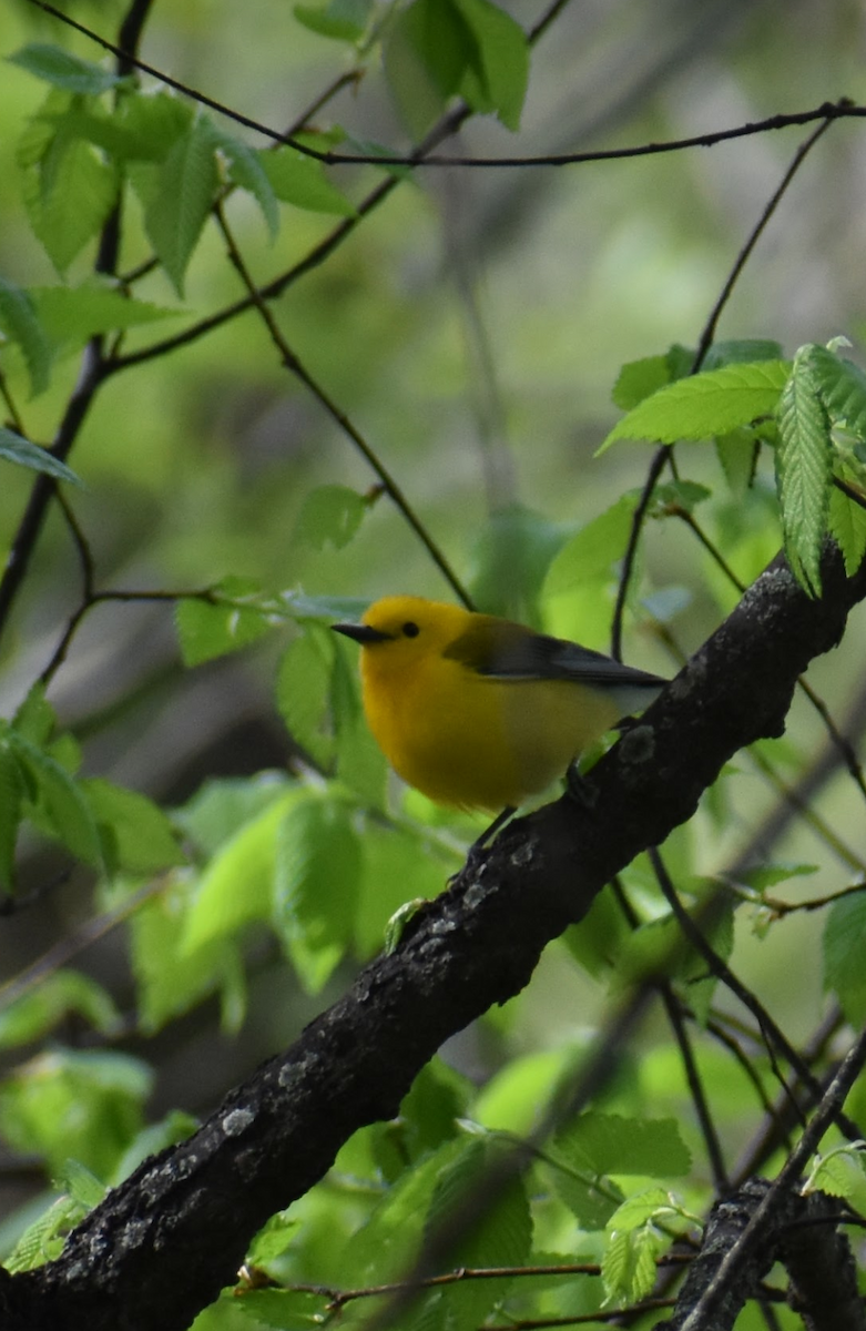 Prothonotary Warbler - ML619463294