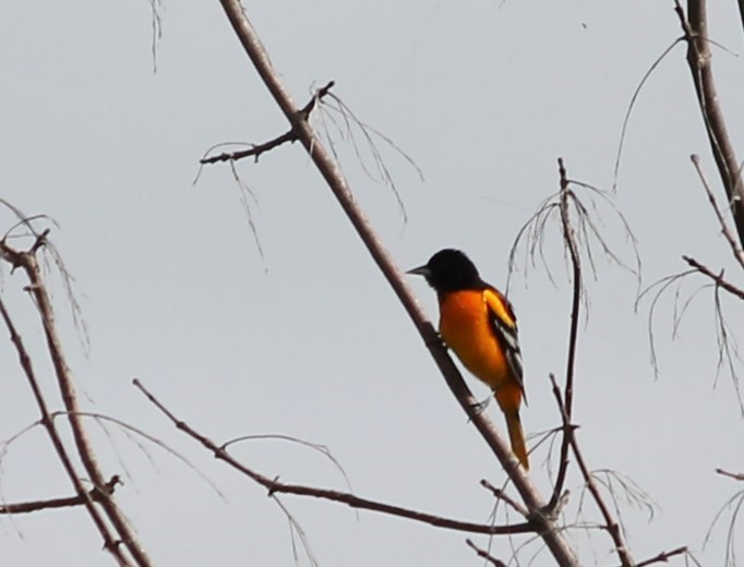 Baltimore Oriole - Lorri Romesberg