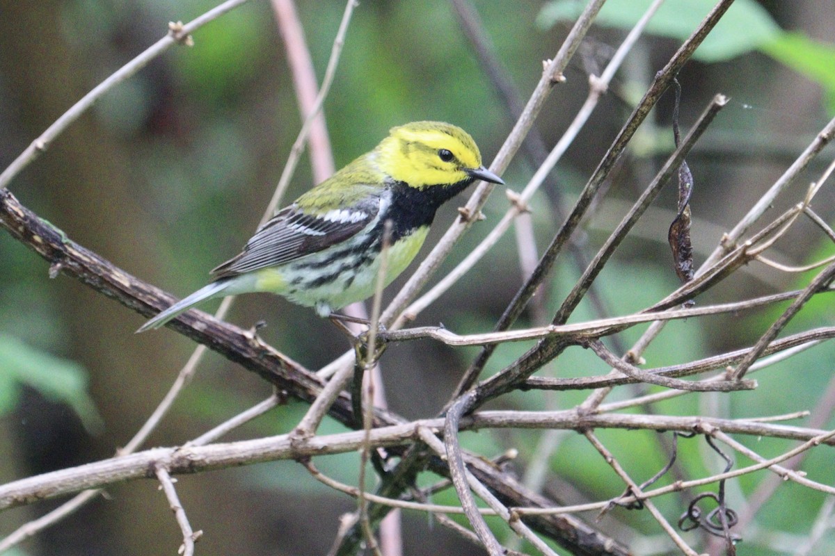 Black-throated Green Warbler - Molly Herrmann