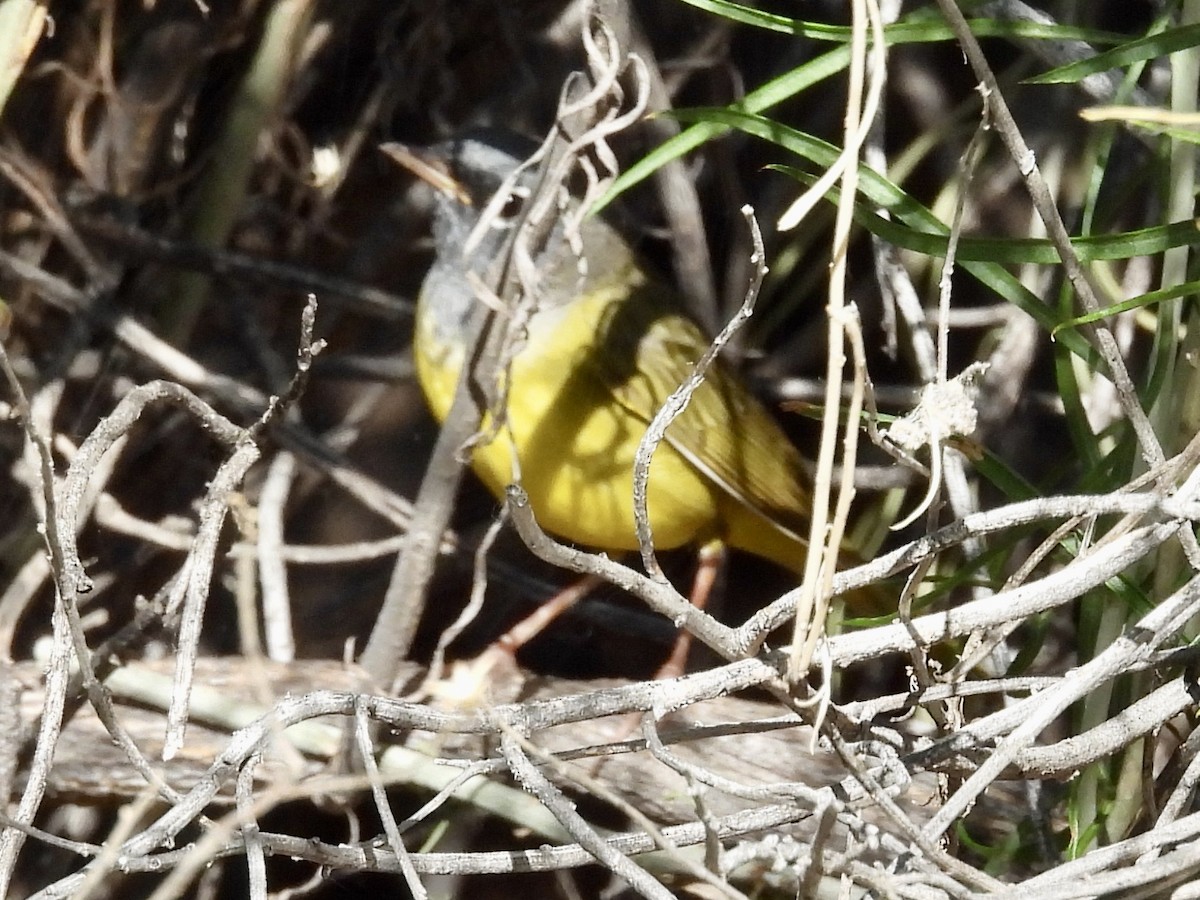 MacGillivray's Warbler - ML619463313