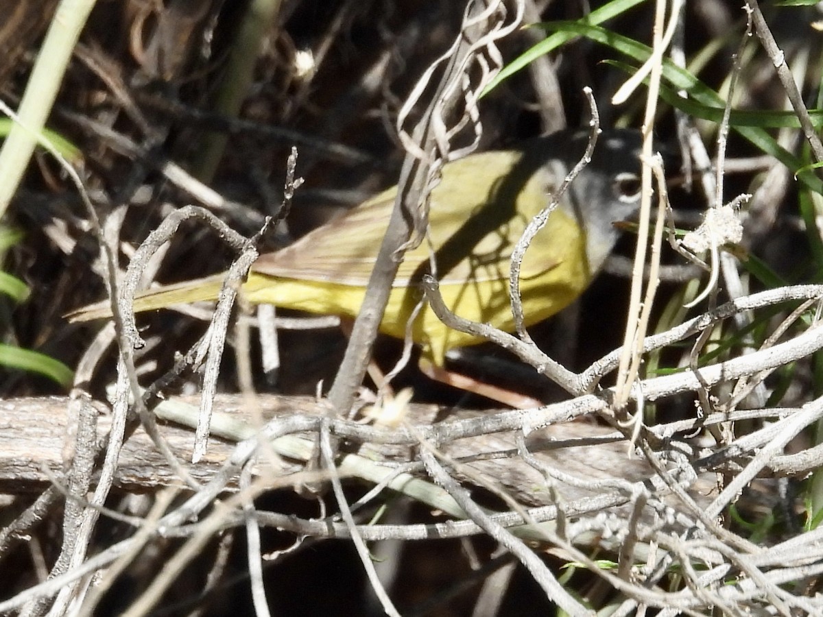 MacGillivray's Warbler - ML619463314