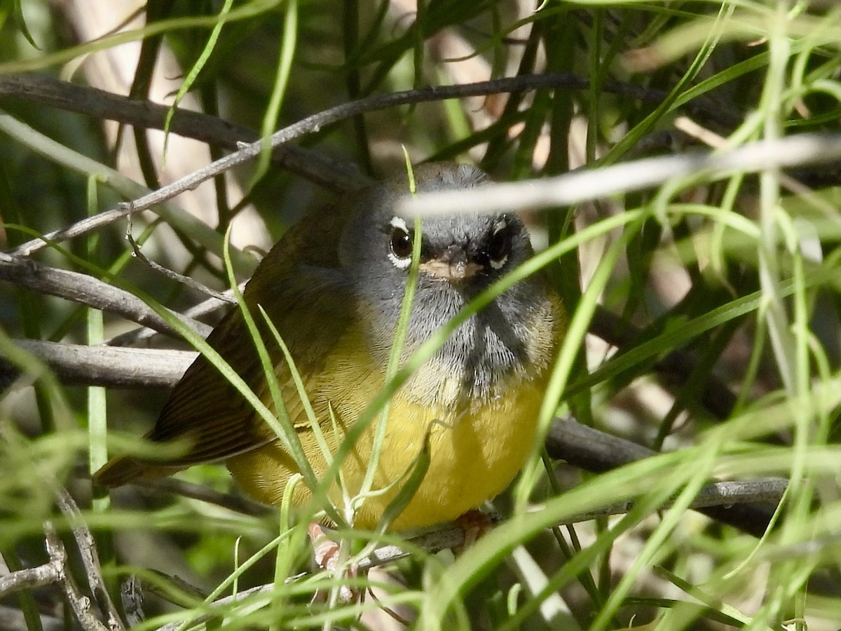 MacGillivray's Warbler - ML619463316