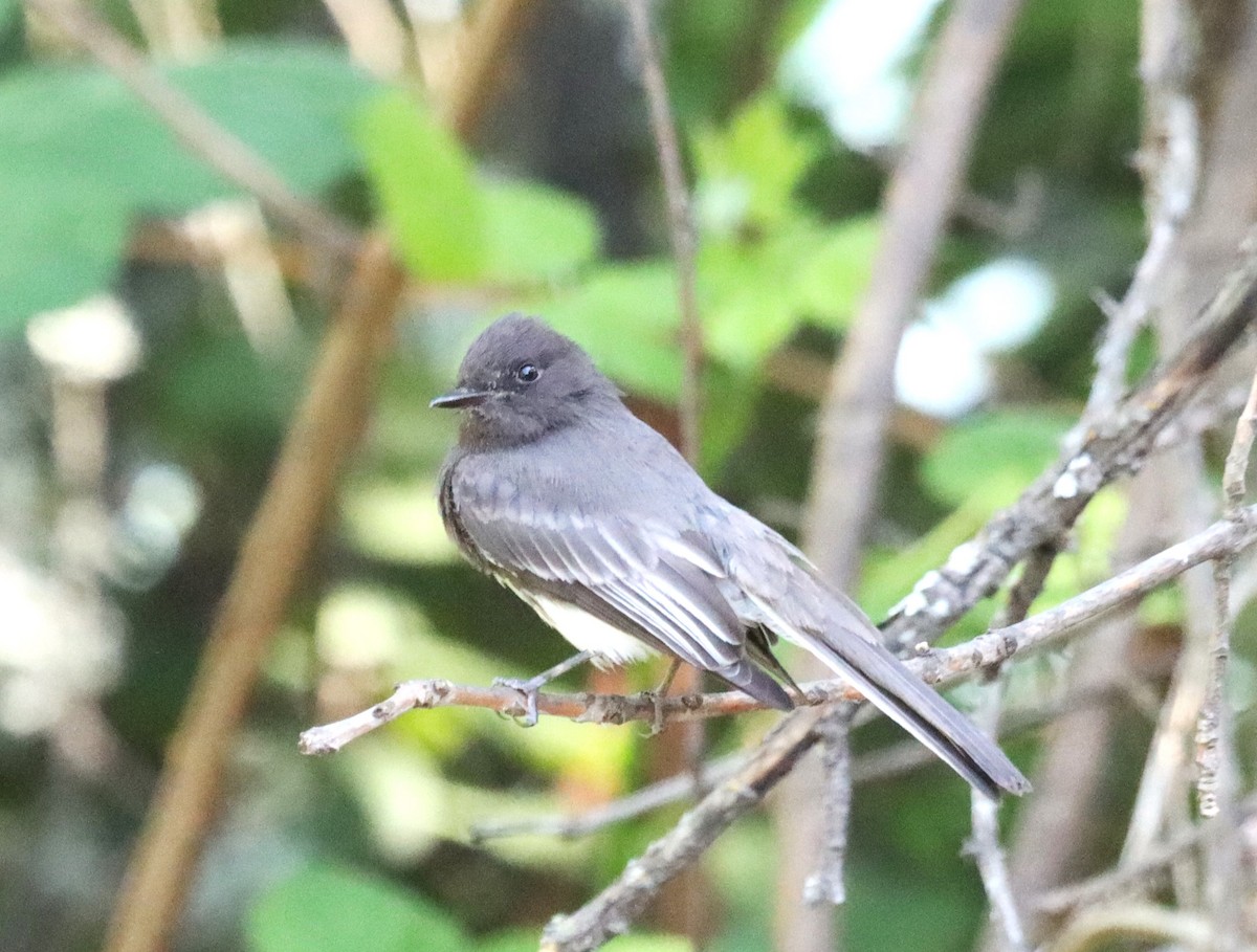 Black Phoebe - Terry Martin