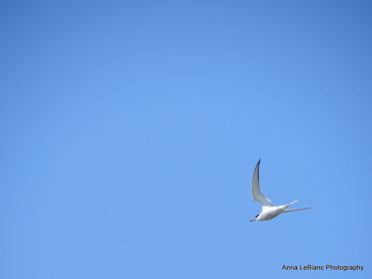 Common Tern - Anna LeBlanc