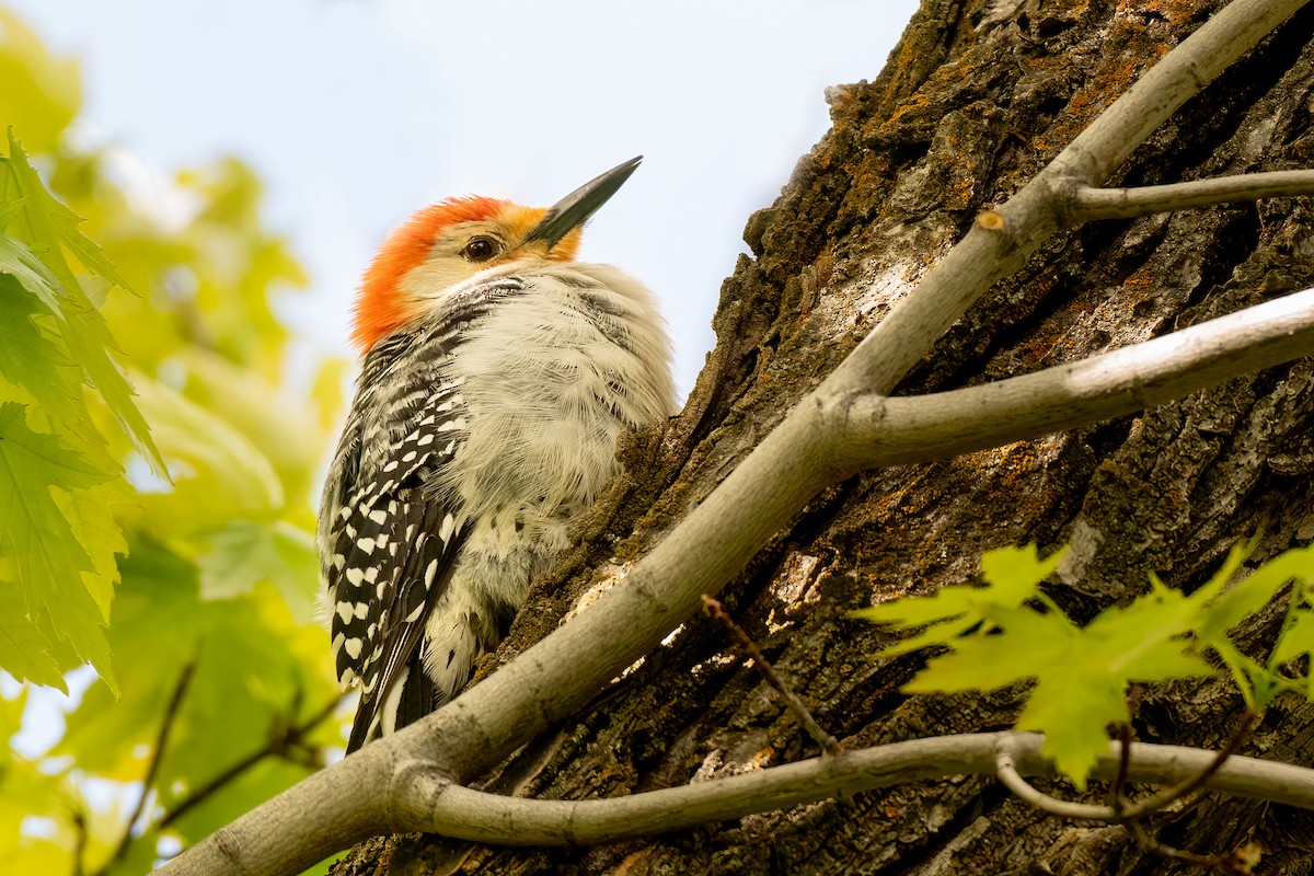 Red-bellied Woodpecker - ML619463324