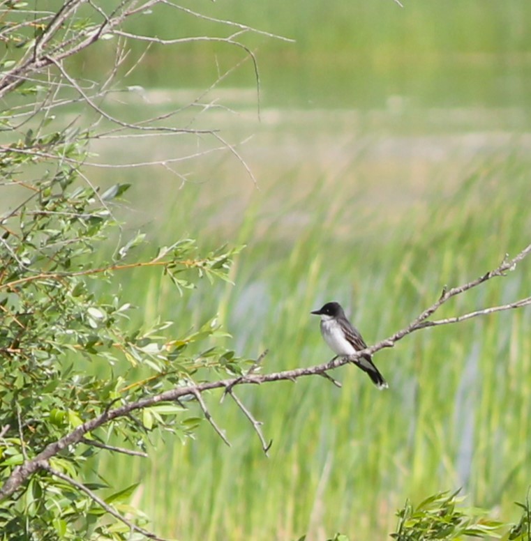 Eastern Kingbird - ML619463327