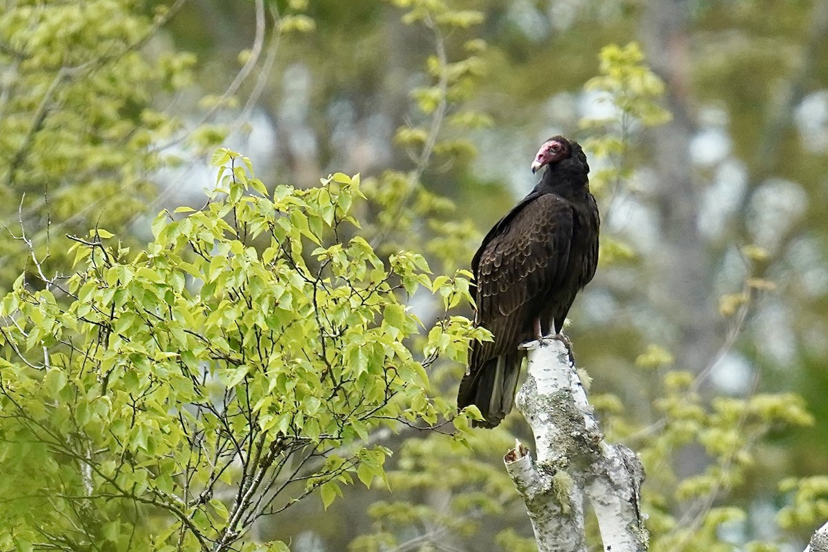 Turkey Vulture - Bob Plohr