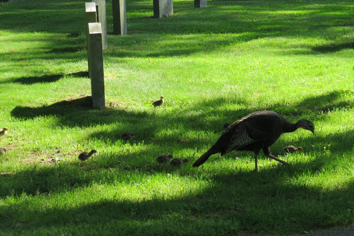 Wild Turkey - Alyssa Fasciano