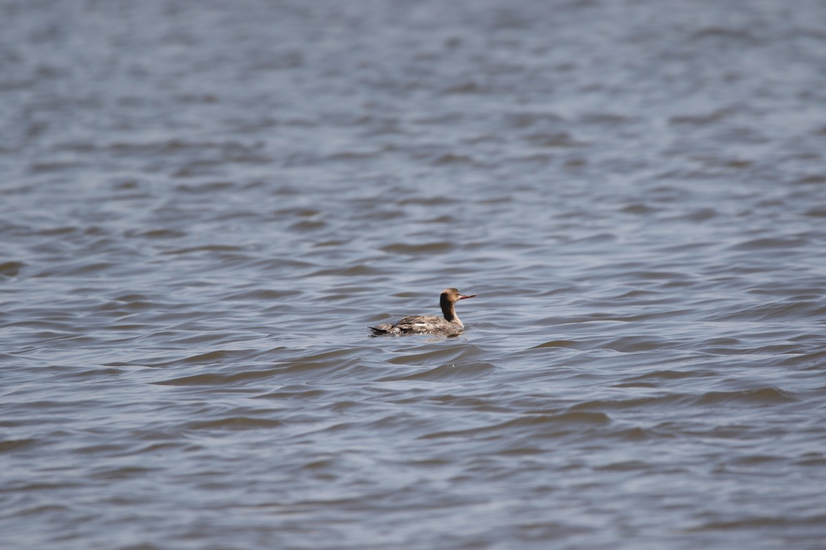 Red-breasted Merganser - Andres Leon-Reyes