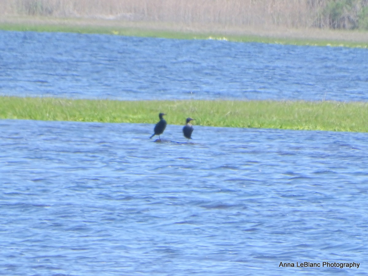 Double-crested Cormorant - Anna LeBlanc