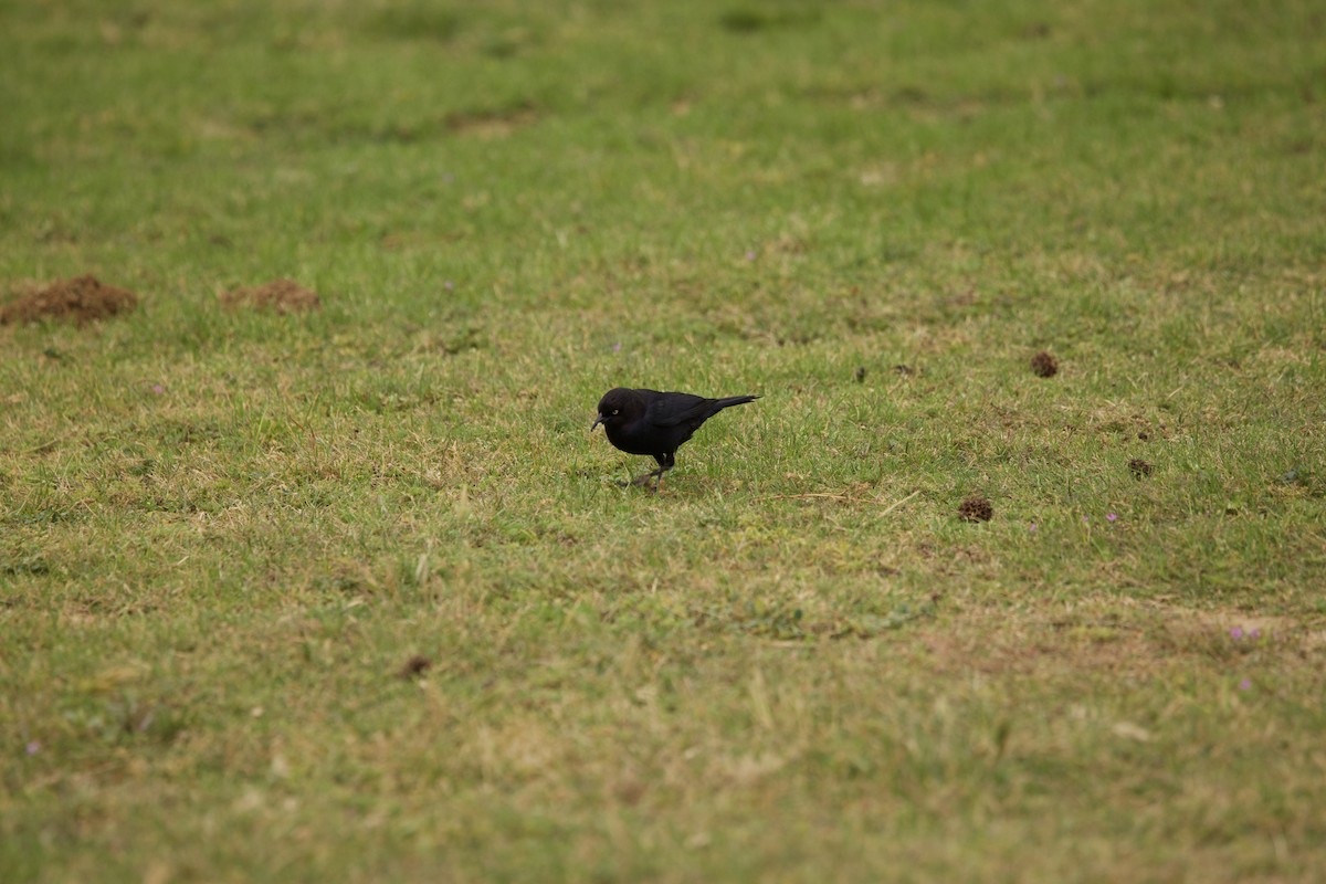 Brewer's Blackbird - John Bruin