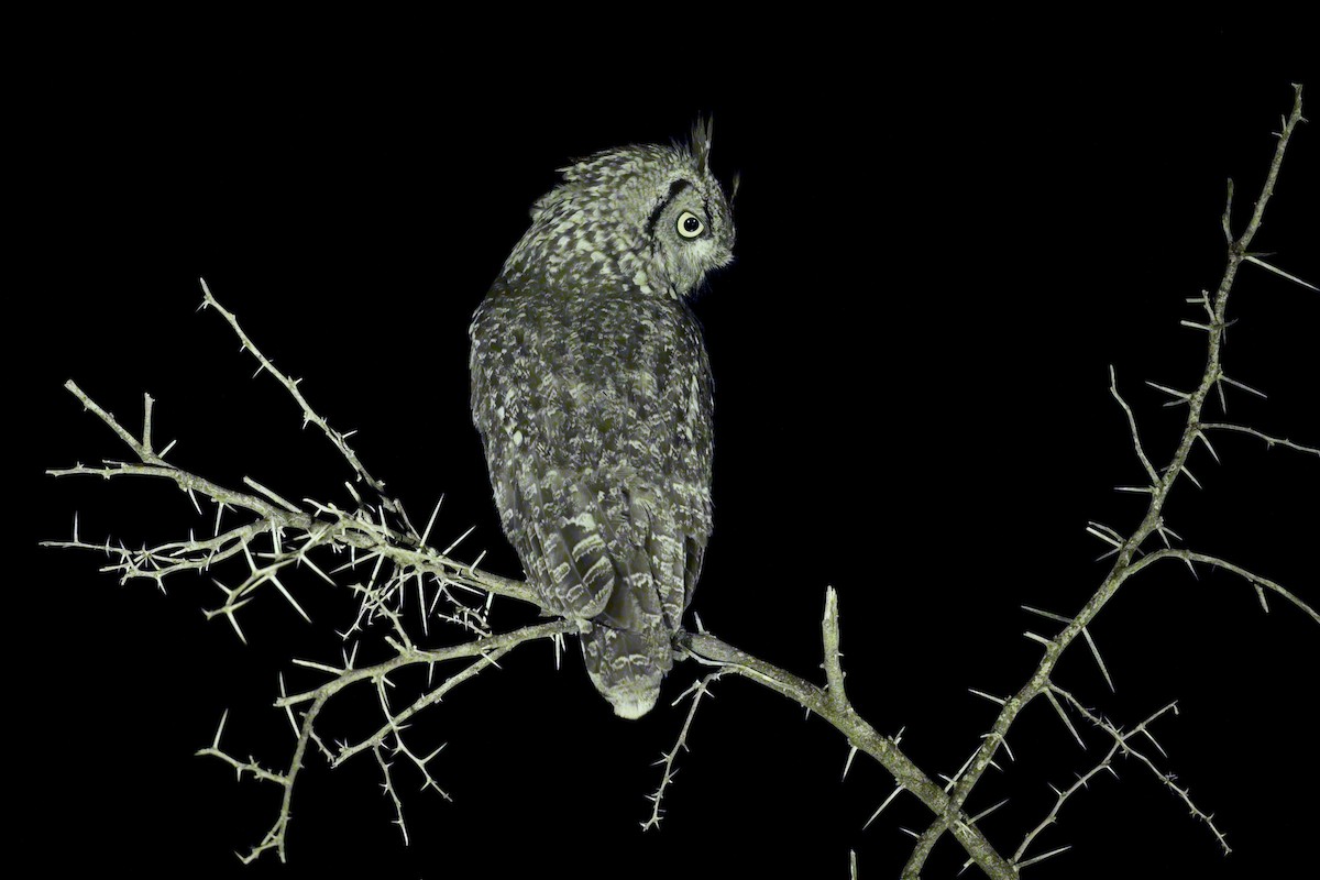 Spotted Eagle-Owl - Paul McDonald