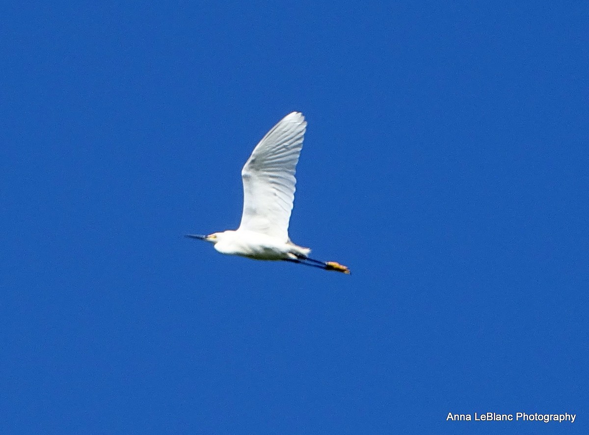 Snowy Egret - Anna LeBlanc